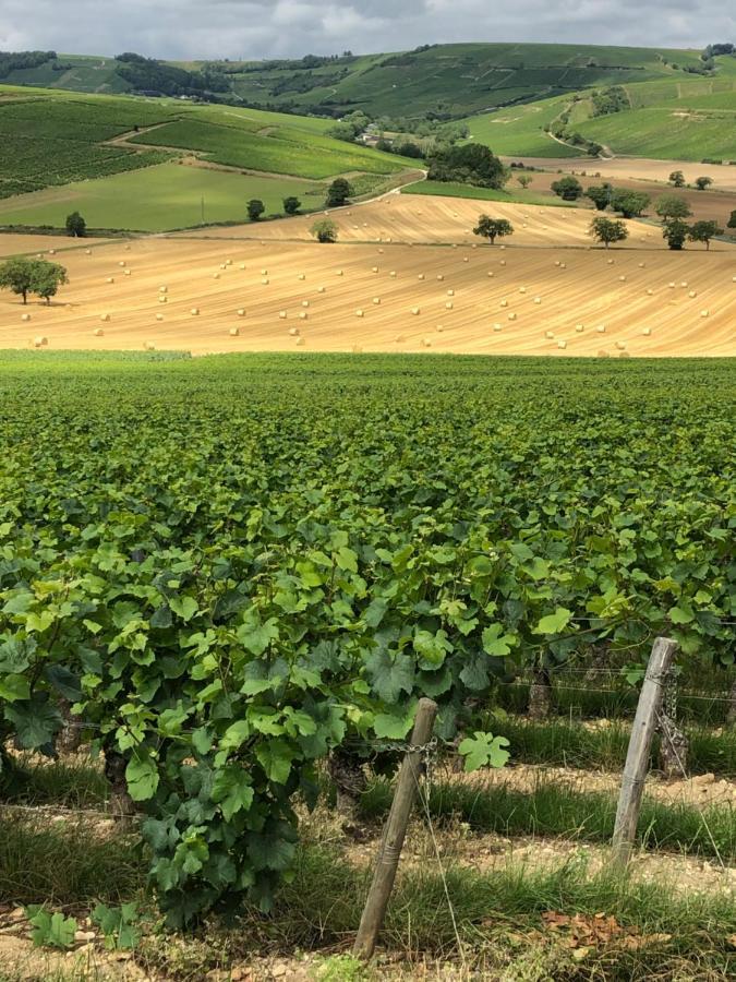 Sancerre Sunflower - Tournesol De سانسير المظهر الخارجي الصورة